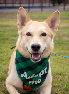 Layla, a cream, white and black german shepherd mix