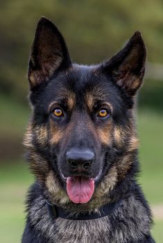 LeeRoy, a black and tan german shepherd