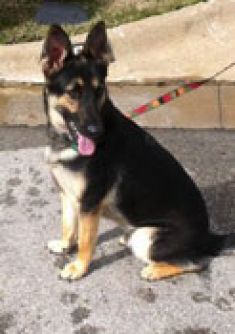 Lucky, a black and tan german shepherd