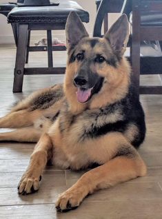 Logan, a black and tan german shepherd