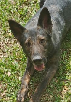 Loki, a black and grey german shepherd