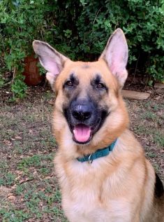 Loki, a black and tan german shepherd