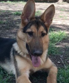 Loki, a black and tan german shepherd