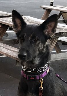Luci, a black and tan german shepherd