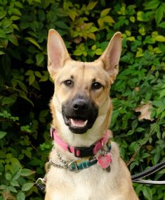 Lucy, a black and tan german shepherd