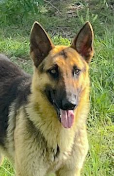 Luke, a black and tan german shepherd