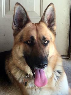 Luke, a black and tan german shepherd