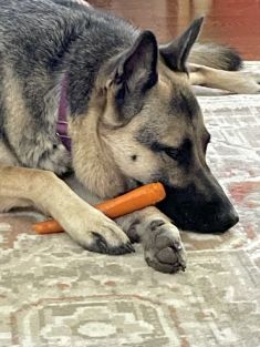 Luna, a black and tan german shepherd munching a carrot