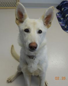 Luna, a white german shepherd