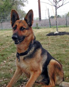 Luna, a black and tan german shepherd