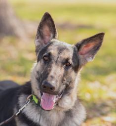 Mackey, a black and tan german shepherd