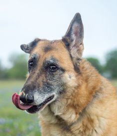 Madison, a senior black and tan german shepherd