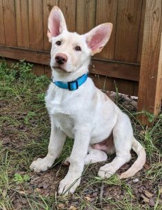 Mal, a white german shepherd puppy