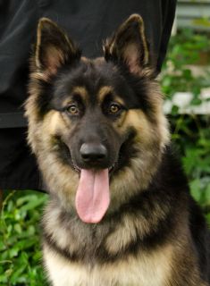 Mandy, a long-haired black and tan german shepherd