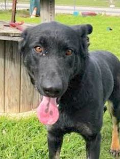 Matcha, a black german shepherd with tan legs