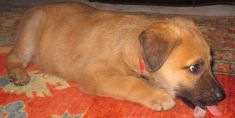 Mattias, a small tan german shepherd mix puppy