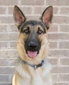 Maverick, a black and tan german shepherd