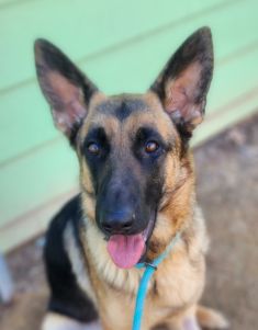 Mazie, a black and tan german shepherd