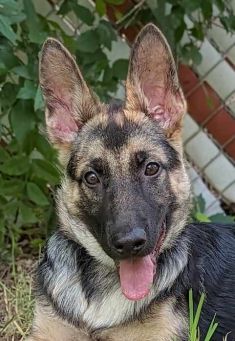 Mia, a black and tan german shepherd puppy