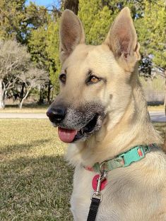 Misty, a black and tan german shepherd