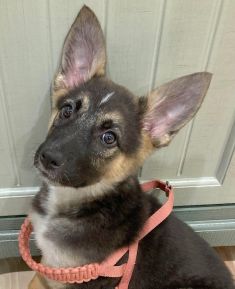 Mohawk, a cute german shepherd puppy