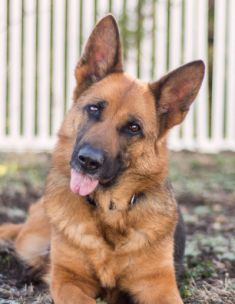 Molly, a black and tan german shepherd