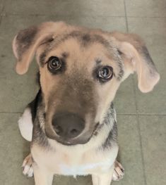 Murphy, a black and tan german shepherd puppy