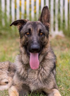 Finn, a black and tan german shepherd