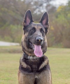 Nestle, a black and tan german shepherd