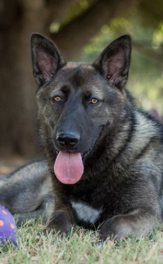 Onyx, ,a black and silver german shepherd