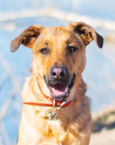 Obi a young black and tan german shepherd mix