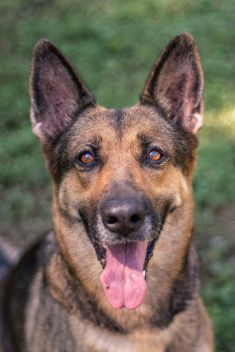Olive, a black and tan german shepherd