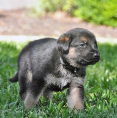 Outlaw, a black and tan german shepherd puppy