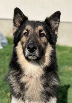 Charlie a black and tan german shepherd