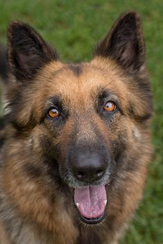 Purri, a smiling black and tan german shepherd