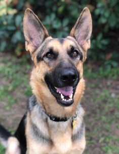 Ragnar, a black and tan german shepherd