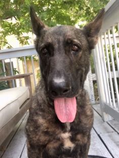 Raina, a sable shepherd with white chest marking