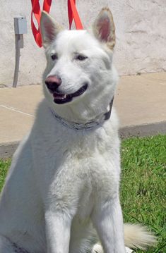 Raymond, a white german shepherd