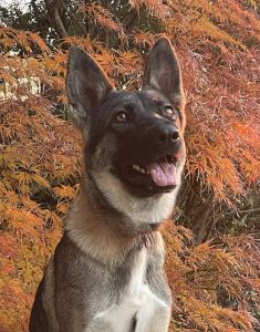 Remy, a sable german shepherd