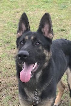 Rex, a black and tan german shepherd