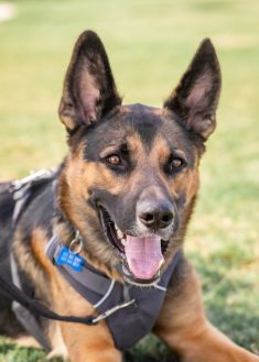 Rocco a black and tan german shepherd