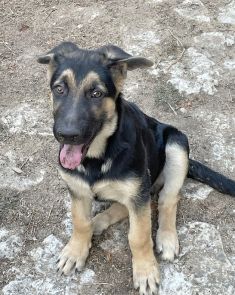 Rogue, a black and tan german shepherd puppy