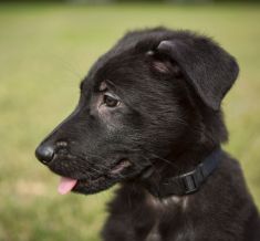 Roman, a black german shepherd puppy