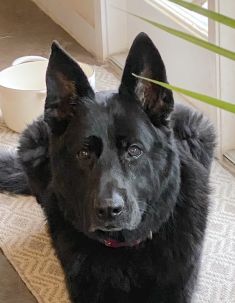 Roman, a black german shepherd