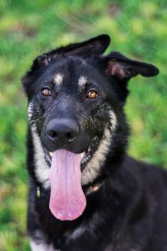 Rookie, a black and silver german shepherd