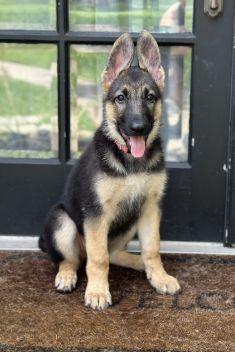 Rose, a black and tan german shepherd puppy