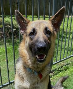 Rowdy, a black and tan german shepherd