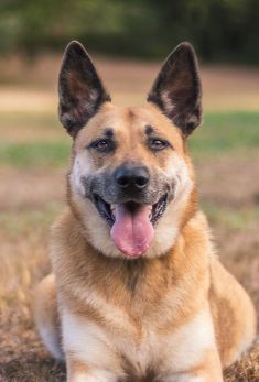 Ruby, a black and tan german shepherd mix