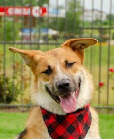 Rustle, a black and tan german shepherd