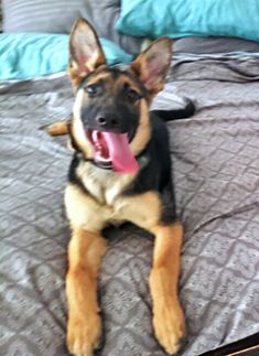 Sadie, a black and tan german shepherd puppy